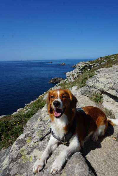 Die Dogorama Wochen Challenge-Beitrag-Bild