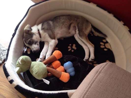 Welpen Bilder !-Beitrag-Bild