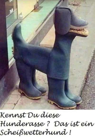 Hunde Memes-Beitrag-Bild