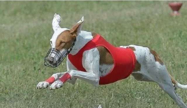 Podencomischling oder Podenco-Beitrag-Bild