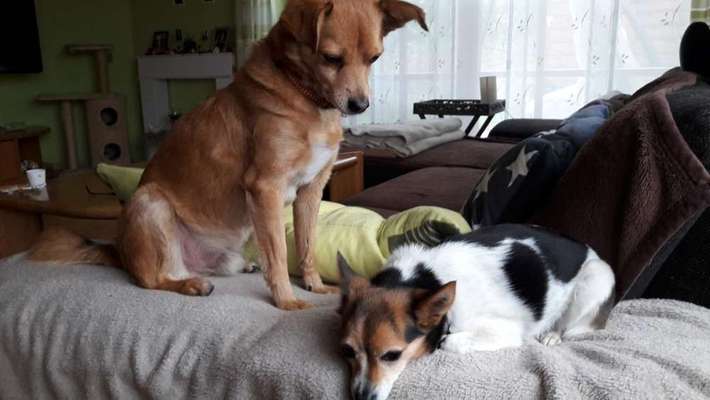 Mischlinge - die beste Rasse die es gibt-Beitrag-Bild