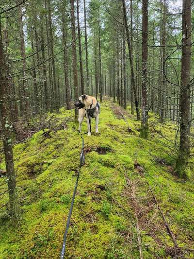 Foto -Challenge  Thema : Dein Hund Im Wald-Beitrag-Bild