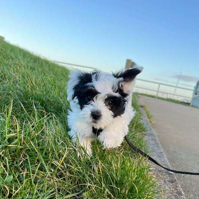 Hundetreffen-Suche Hundefreunde-Bild