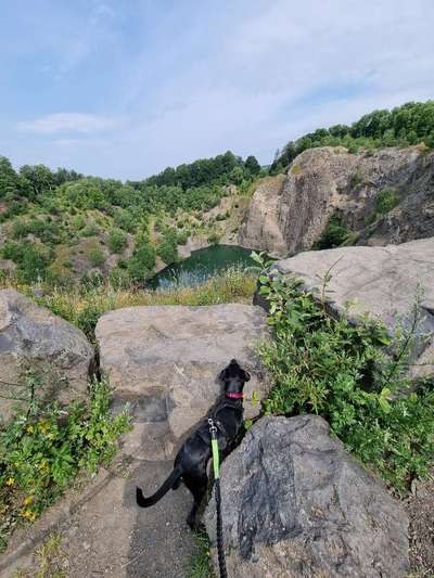 Hundeurlaub In Deutschland-Beitrag-Bild