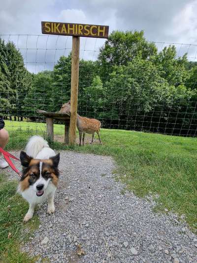 Hundeurlaub In Deutschland-Beitrag-Bild