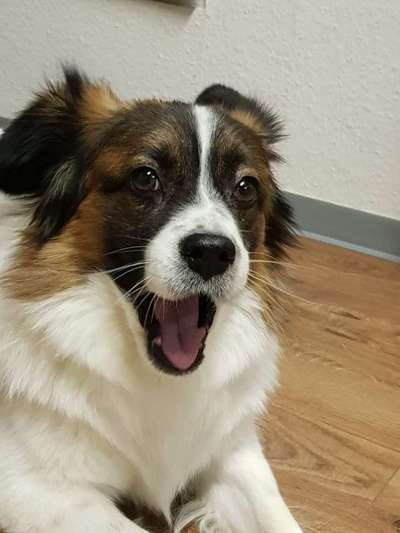 Die Dogorama-Wochen-Challenge "Die schönste Grimasse"-Beitrag-Bild