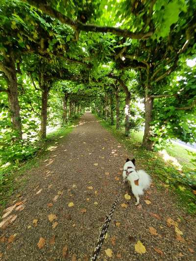 Hundeurlaub In Deutschland-Beitrag-Bild