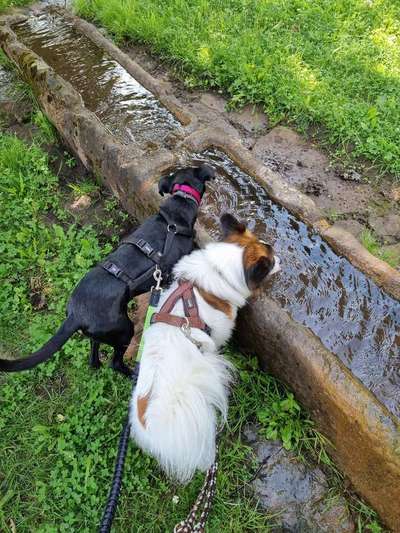 Hundeurlaub In Deutschland-Beitrag-Bild