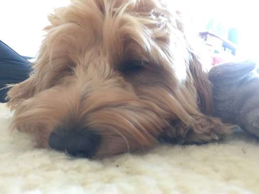 Wie heißt dein Hund?-Beitrag-Bild