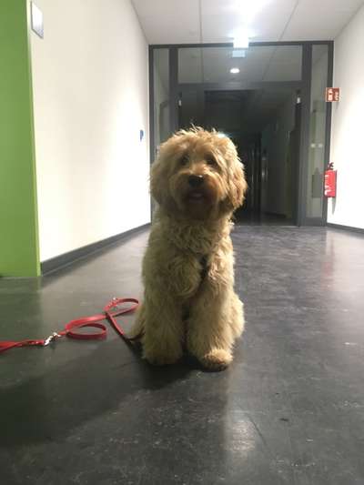 Goldendoodle-Beitrag-Bild