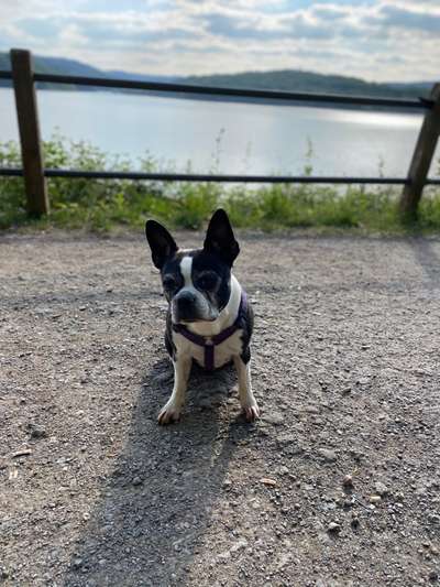 Challenge 23 : "  Euer Hund beim Frühlingserwachen "-Beitrag-Bild