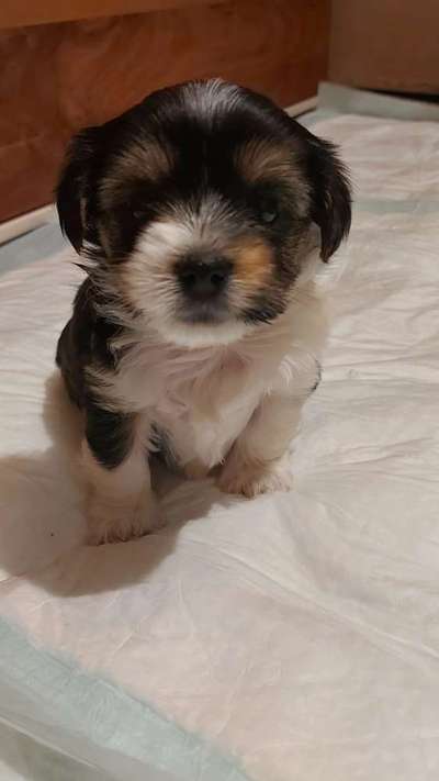 Welpen Bilder !-Beitrag-Bild