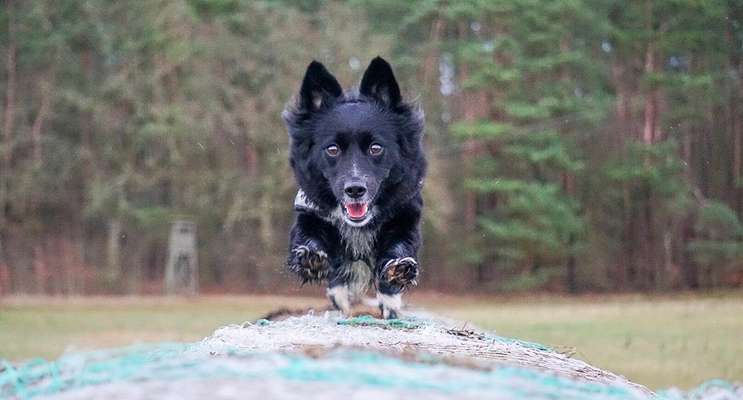 Die Dogorama Wochen Challenge-Beitrag-Bild