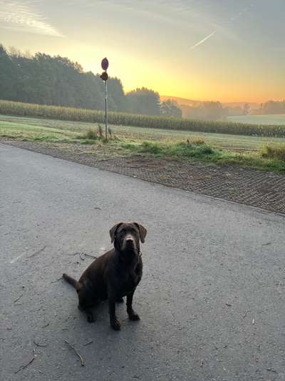 Hundetreffen-Gassi-Freunde gesucht 🐾-Bild
