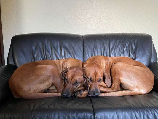 Rhodesian Ridgeback-Beitrag-Bild