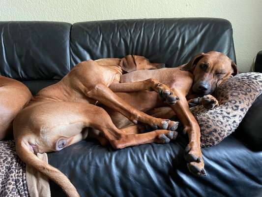 Rhodesian Ridgeback-Beitrag-Bild