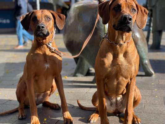 Rhodesian Ridgeback-Beitrag-Bild