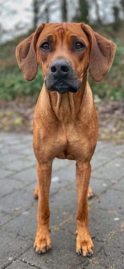 Rhodesian Ridgeback-Beitrag-Bild