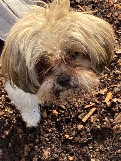 Radfahren mit Hund-Beitrag-Bild