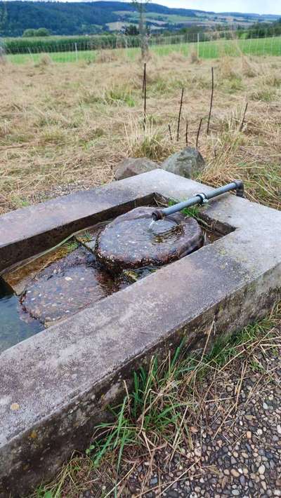 Hundeauslaufgebiet-Wassertrog-Bild