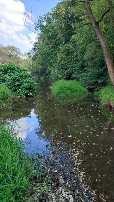 Hundeauslaufgebiet-Friedelhausen-Bild