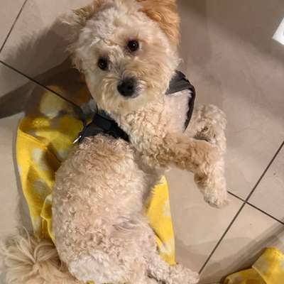 Hundetreffen-Spielkameraden gesucht Welpen/Junghunde-Bild