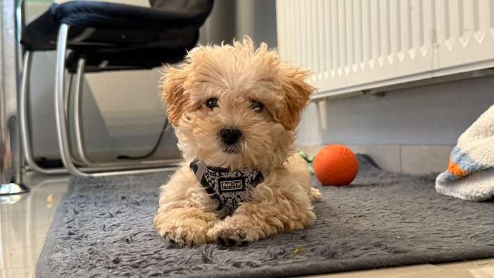 Hundetreffen-Spielkameraden gesucht Welpen/Junghunde-Bild