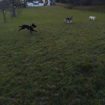 Hundetreffen-Spielrunde-Bild