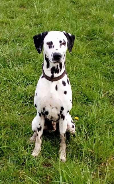 Die Dogorama Monats Challenge "Es grünt und blüht"-Beitrag-Bild