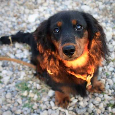 Hundetreffen-Gassi Runde in Hermsdorf