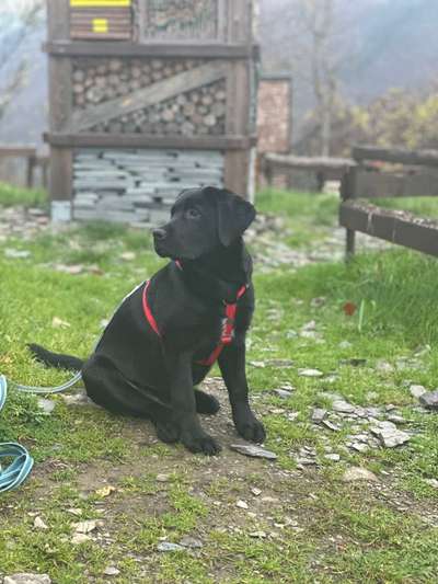 Hundetreffen-Spielen & gemeinsam Gassi gehen! 🐕🐶-Bild