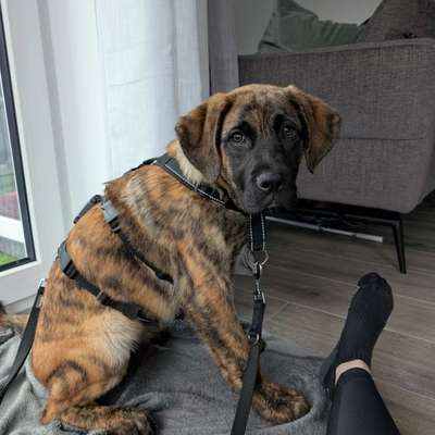 Bardino-Beitrag-Bild