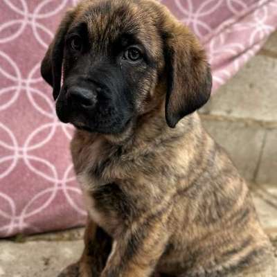 Bardino-Beitrag-Bild