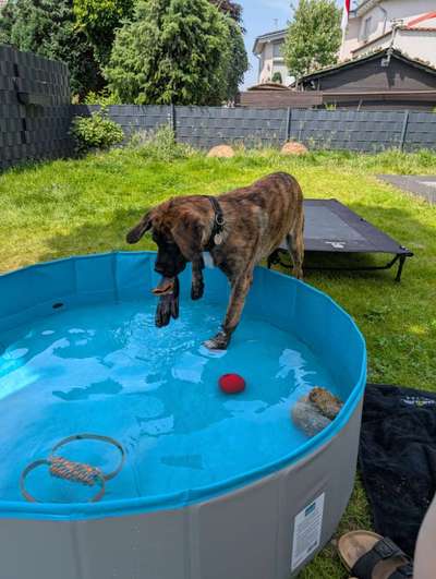 TierschutzhundeStammtisch🐕-Beitrag-Bild