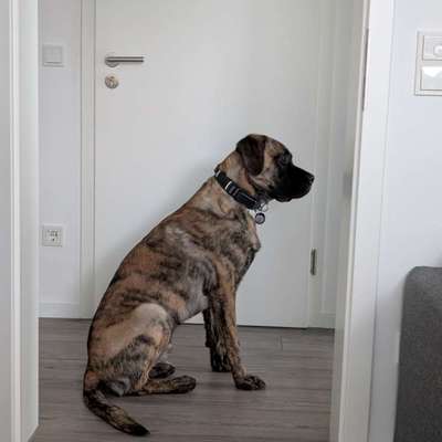 Bardino-Beitrag-Bild