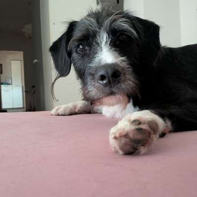 Hundetreffen-Spielekumpel-ine gesucht-Bild