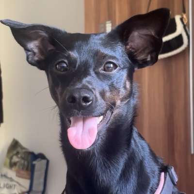 Hundetreffen-Gassi gehen in der Waldstadt