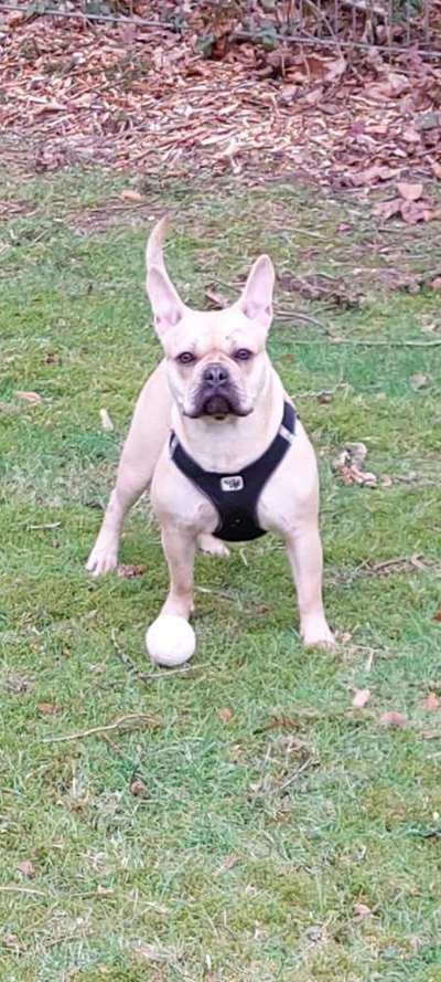 Französische Bulldoggen-Beitrag-Bild