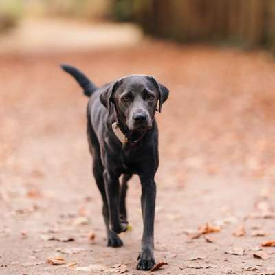 Hundetreffen-🐾 Gemeinsame Gassirunden🐾-Bild