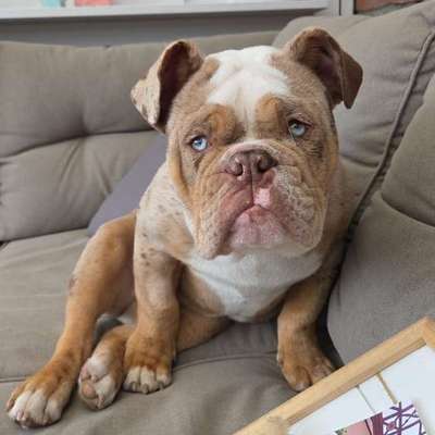 Hundetreffen-Welpentreff in Wittorf-Bild