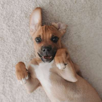 Hundetreffen-Buddy für Buddy (4. Monate) gesucht zum Gassi gehen und spielen-Bild