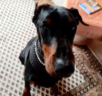 Dogorama Photo Challenge - Hundeblick zum hinschmelzen-Beitrag-Bild