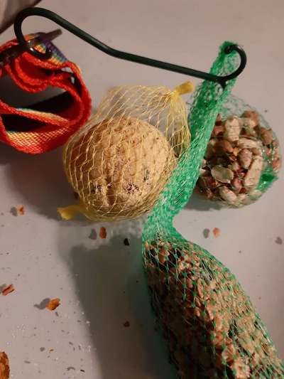 HILFE WAS MACHE ICH WENN MEIN HUND SOLCH EINEN KNÖDEL GEFRESSEN HAT FÜR VÖGEL SAMMT NETZ?!-Beitrag-Bild