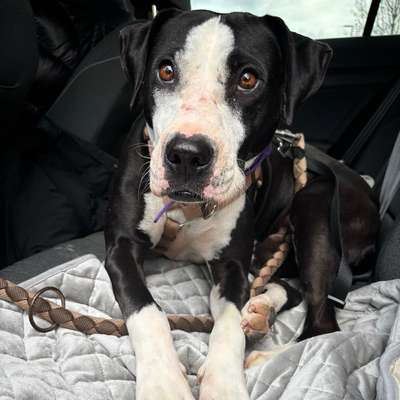 Hundetreffen-Zusammen Gassi gehen-Bild