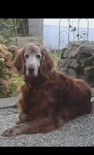 Unsere Fellnasen im Regenbogenland-Beitrag-Bild