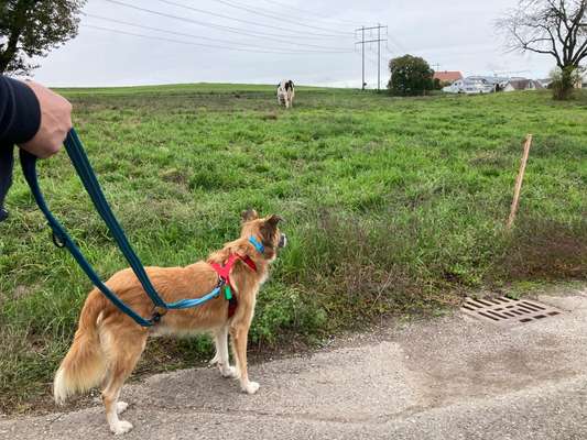 TierschutzhundeStammtisch🐕-Beitrag-Bild