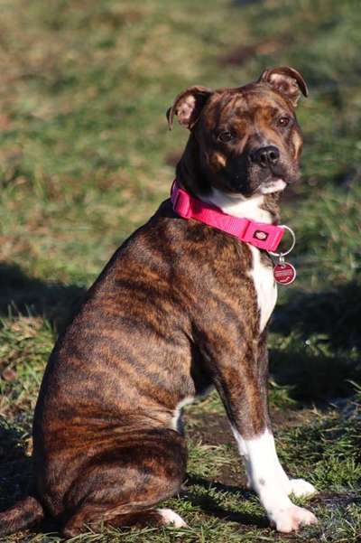 Mischlinge - die beste Rasse die es gibt-Beitrag-Bild