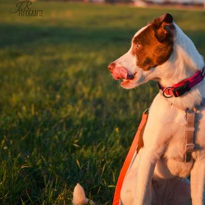 Hundetreffen-Hundebegegnungen OHNE Leine-Bild
