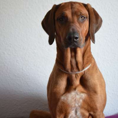 Hundetreffen-Suche Hundebegegnungen ohne direkten Kontakt 🐾-Bild