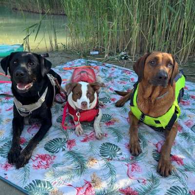 Hundetreffen-🐾 Wir suchen noch eine Fellnase für unser kleines Rudel! 🐾-Bild